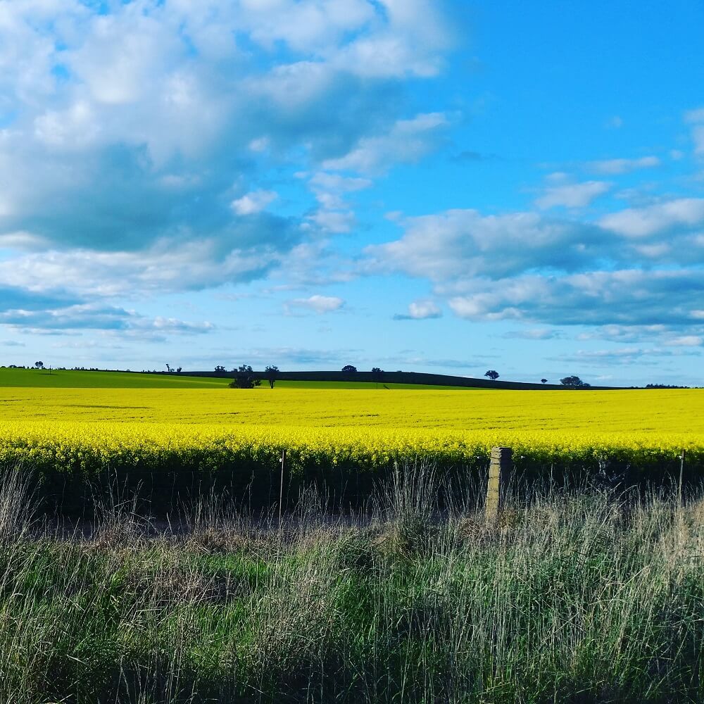 Canola crop driving home from Cootamundra Canola crop driving home from Cootamundra