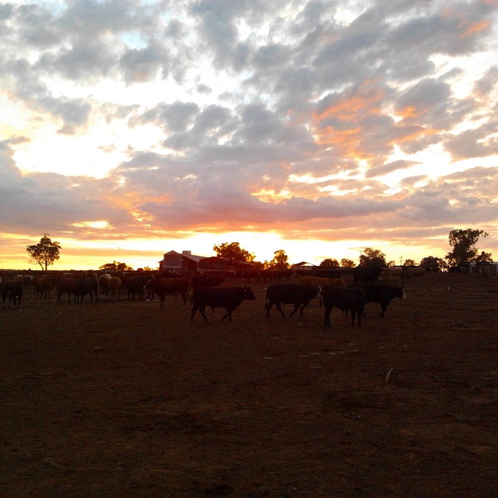 Gunnee Feedlot at sunrise